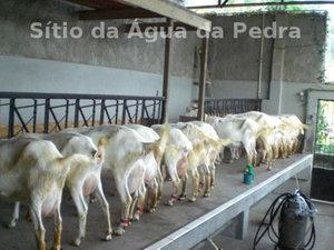 No cocho são servidos 200g de ração para lactação, para as cabras gostarem do momento da ordenha.
